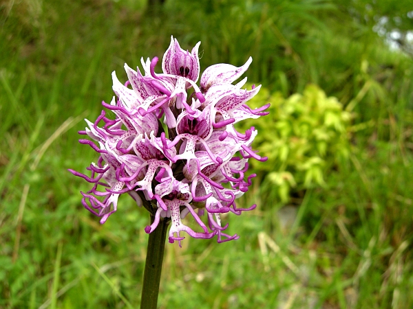 orchis simia